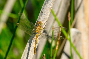 female common darter dragonfly sitting on a plant stem