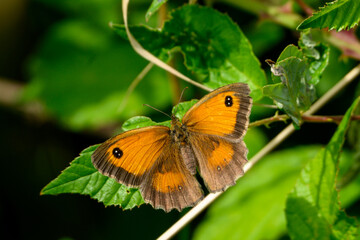 female gatekeeper butterfly sitting on a leaf