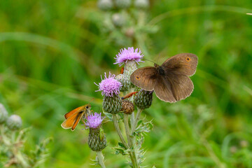 2 butterflies, a beetle and a capsid taking nectar from the flower of a common thistle