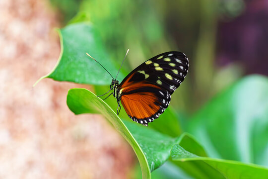 Heliconius hecale, tiger longwing, Hecale longwing, golden longwing or golden heliconian butterfly sitting on green leaf in garden background. Butterfly with black and orange wings close up, macro.