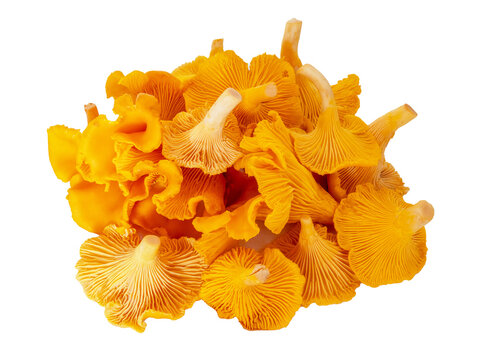 Kurka &ndash; Pieprznik jadalny (Cantharellus cibarius) 