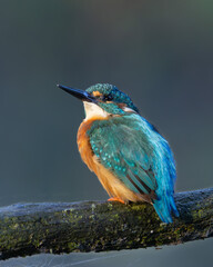 Eisvogel