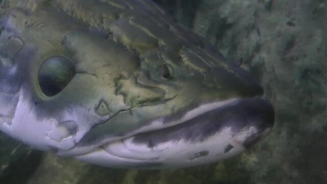 A arapaima head in the pool	
