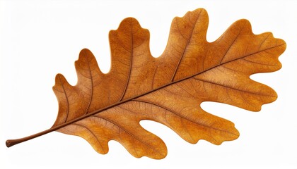 Obraz premium Dried Golden Oak Leaf Detailed Texture with Brown Veins Isolated on White Background