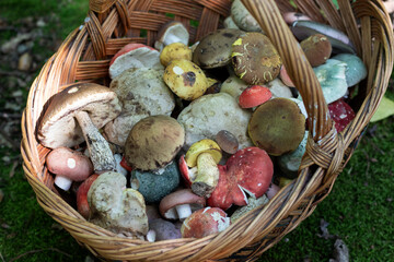 Mushrooms in a wicker basket in the forest. Close-up.