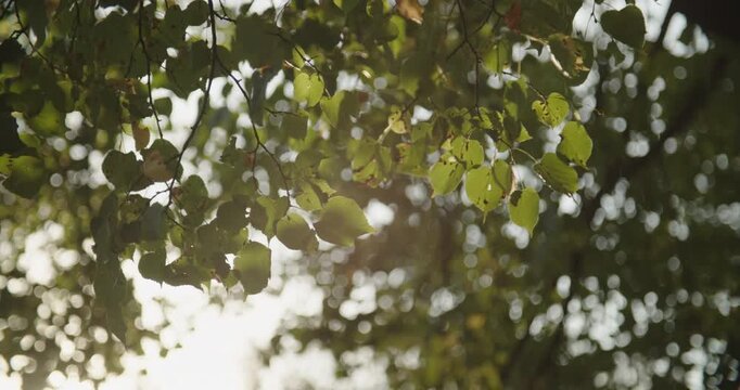 Backlit green leaves on a tree branch with soft bokeh and warm sun flare. Natural light and shallow depth of field, serene nature scene
