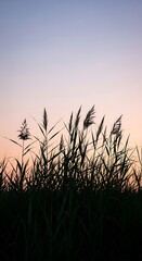 Fototapeta premium Silhouette of tall grass against twilight sky