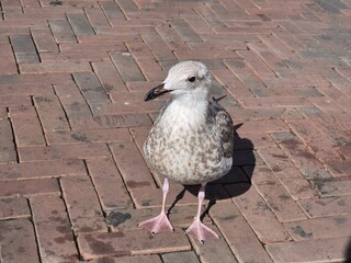 seagull on Rotherdam 