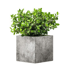 Greenery in a light gray square planter