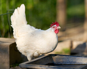 Vibrant white hen with a bright red comb and wattle, looking curious while standing outdoors in warm sunlight. A beautiful, healthy farm animal.