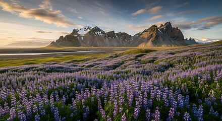 Obraz premium Icelandic Lupine Field with Mountain Range at Sunset.