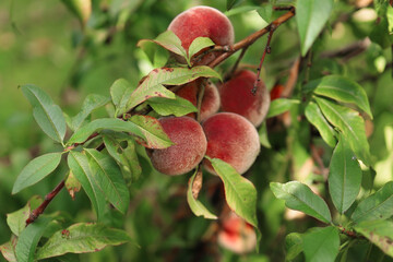 Fresh Ripe Peach fruits on a tree branch with leaves closeup