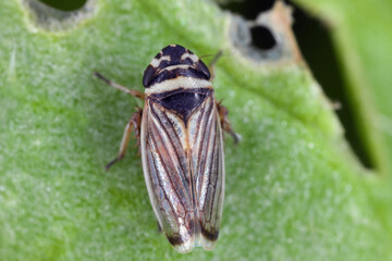 Anoscopus histrionicus is a species of leafhoppers (family Cicadellidae). Insect seen from above.