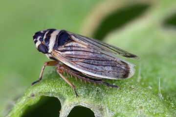 Anoscopus histrionicus is a species of leafhoppers (family Cicadellidae). Insect in side view.