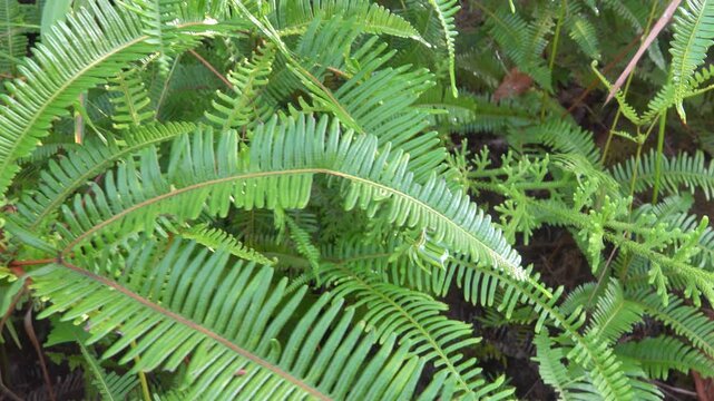 The forked fern of the old world, dilim (Dicranopteris linearis). humid tropics of Borneo island