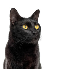 black cat with yellow eyes studio shot