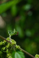 Macro close-up of an ant crawling on a fresh green leaf with blurred natural background, symbolizing insect life and nature.