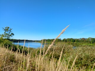 grass and sky