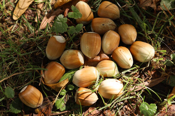 Hazelnuts lie in the grass. Organic fresh green hazelnuts or cob nut seeds. Nature background. 