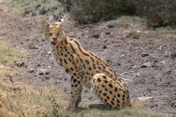A Serval, licking it's lips after devouring its latest kill. Ngorongoro, Tanzania, Africa