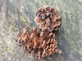 Two dry brown pine cones on a wooden surface.