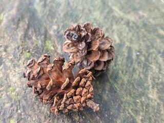 Two dry brown pine cones on a wooden surface.