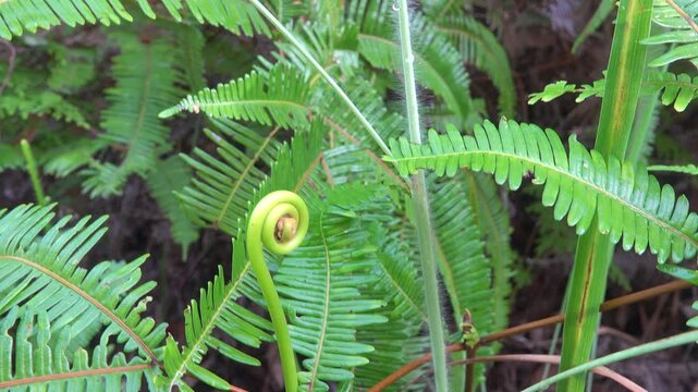 The forked fern of the old world, dilim (Dicranopteris linearis). humid tropics of Borneo island