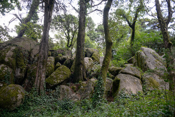 Mystical Forest with Boulders and Trees