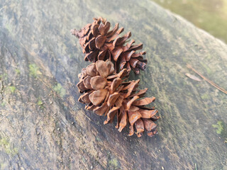 Two dry brown pine cones on a wooden surface.