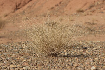 desert plant