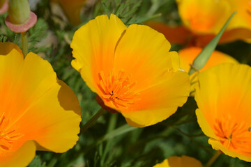 Fototapeta premium California poppies, also known as Eschscholzia californica in flower