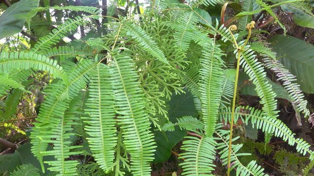 The forked fern of the old world, dilim (Dicranopteris linearis). humid tropics of Borneo island