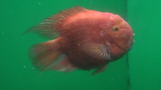 A Parrotfish swimming in water 
