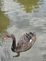 Fototapeta premium black swan swimming in the lake