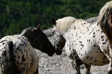 Suchbild mit Pferden. Getupfte Tigerscheck Stuten stehen vor gleichfarbigen Schotterfeld