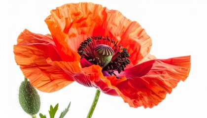 Close Up Single Red Poppy Flower Bloom Blossom Isolated on White Studio Background
