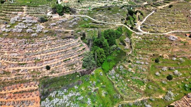 Spring Blossoms in Jerte Valley Spain