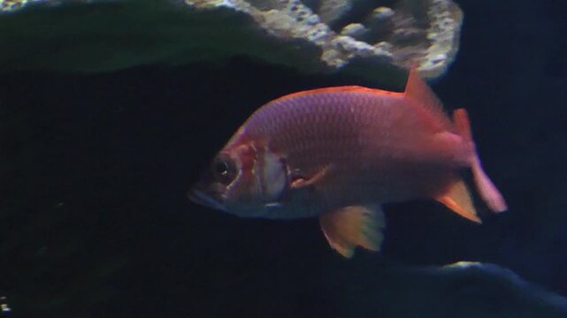 A purple-red snapper in the aquarium
