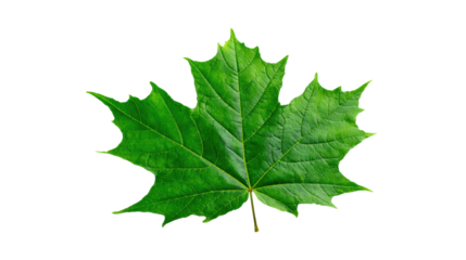 A vibrant green maple leaf on a transparent background, showcasing its intricate details and natural beauty.