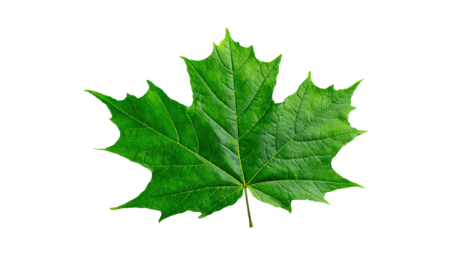 A vibrant green maple leaf on a transparent background, showcasing its intricate details and natural beauty.