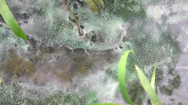 Forest stream with mold fungi, soft rot at the bottom. Rainforest Malaysia