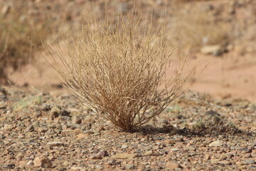 desert plant