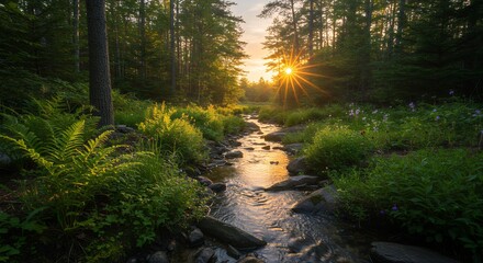 Obraz premium Forest Stream Sunset Landscape