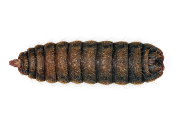 Black soldier fly species, Hermetia illucens. Larval instar, prepupa. View of the underside of the body.