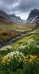 Fototapeta premium Mountain valley wildflowers stream Iceland landscape