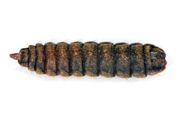 Black soldier fly species, Hermetia illucens. Larval instar, prepupa. Side view.