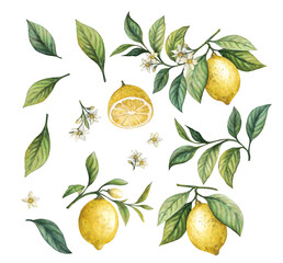 Cute watercolor illustration of a lemon pattern,lemon set On a white background,Summer citrus fruit,Juicy colors,Hand drawn lemon set,Botanical illustration collection,Whole lemons,banner menu drink.
