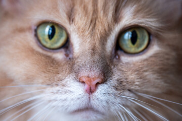Red cat with striking green eyes gazes curiously at the camera, showcasing its playful and furry nature in a close-up portrait with captivating detail
