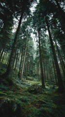 Dense forest with tall, green trees reaching towards a cloudy sky