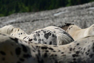 Suchbild mit Pferden. Getupfte Tigerscheck Stuten stehen vor gleichfarbigen Schotterfeld